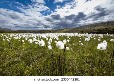 Arctic cotton field, South Iceland