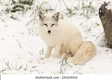 Renard Fond Blanc Images Stock Photos Vectors Shutterstock Renard Fond Blanc Images Stock Photos Vectors Shutterstock