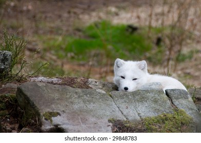 Arctic fox