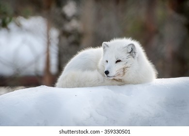 Arctic fox