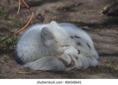 Arctic Fox