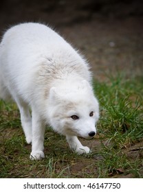 Arctic fox
