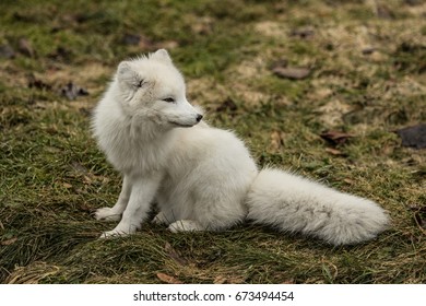 arctic fox