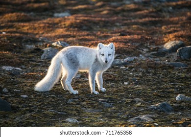 北極狐 High Res Stock Images Shutterstock