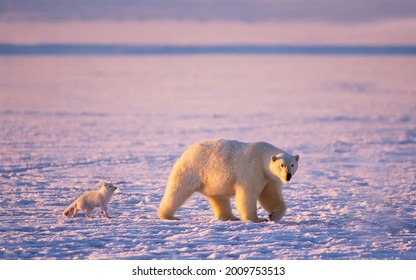 An arctic fox (Alopex lagopus) follows a polar bear (Ursus maritimus) as it hunts and hopes for leftover meat, on the 1002 coastal plain, Arctic National Wildlife Refuge Alaska, USA
