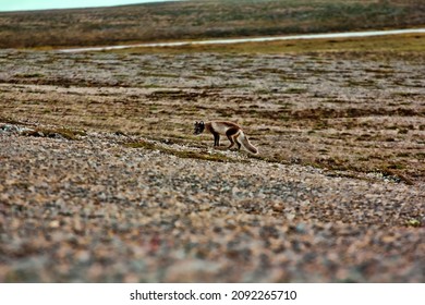 Arctic Fox In The Cold Polar Desert In Summer. Novaya Zemlya Archipelago