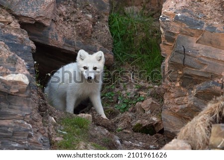 An arctic fox coming out of its hole on a rocky mountain at the Norwegian archipelago of Svalbard