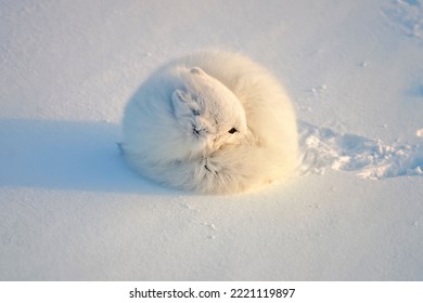 Arctic Fox Curled Up On Snow Covered Canadian Arctic Tundra