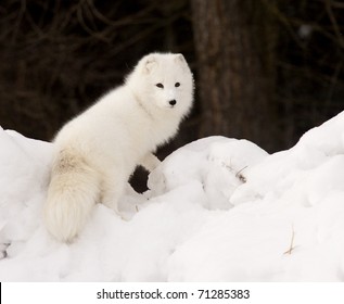 Arctic Fox In Deep Snow