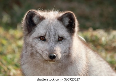 Arctic Fox During Summer