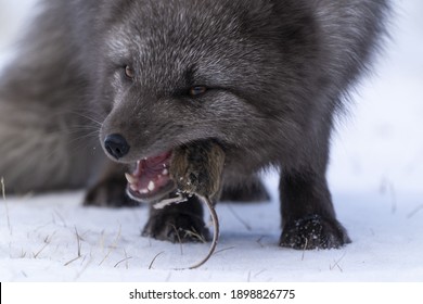 Arctic Fox Eating A Mouse In Snow