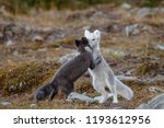 Arctic fox in a fall setting