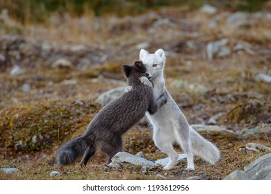 Arctic fox in a fall setting