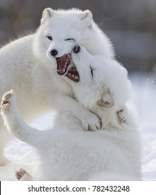 Arctic Fox Fighting In Winter