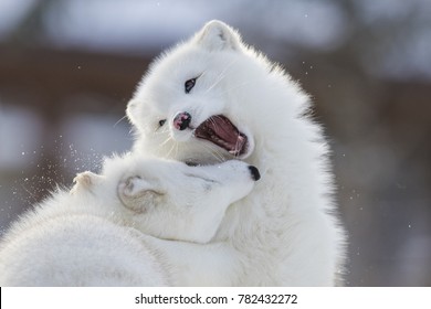 Arctic Fox Fighting In Winter