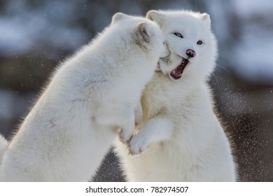 Arctic Fox Fighting In Winter