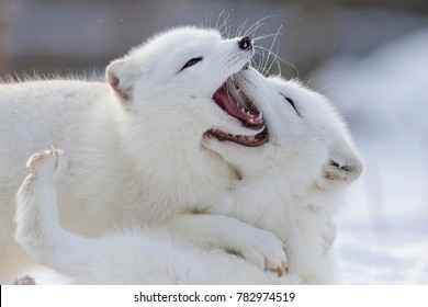 Arctic Fox Fighting In Winter