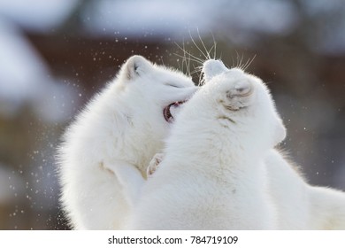 Arctic Fox Fighting In Winter