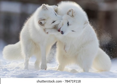 Arctic Fox Fighting In Winter