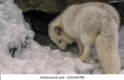 Arctic Fox And Her Den