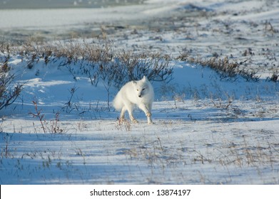 Arctic Fox Hunting