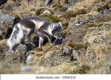 Arctic Fox Hunting For Bird