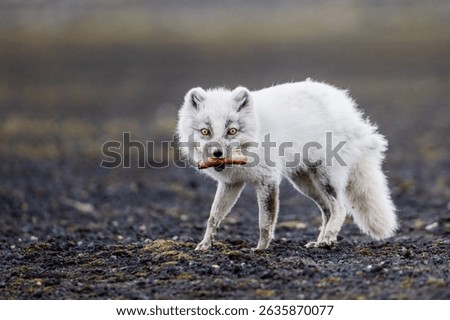 

Arctic fox, ...ox image.jpg
Needs attention


1

of 1
Data loading complete.
Arctic fox, Iceland, Fox image