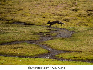 Arctic Fox Jumping Portrait