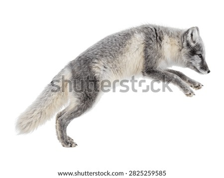 Arctic fox jumping in winter
