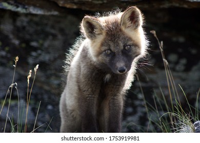 Arctic Fox Kit Alaska Tundra