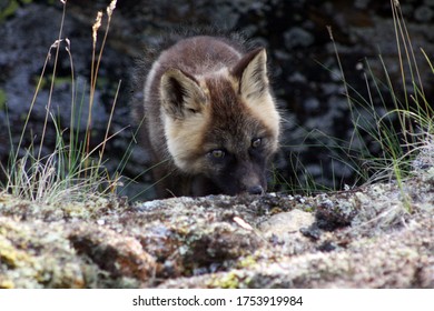 Arctic Fox Kit Alaska Tundra