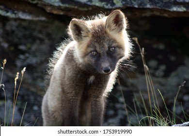 Arctic Fox Kit Alaska Tundra