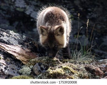 Arctic Fox Kit Alaska Tundra