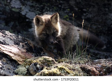 Arctic Fox Kit Alaska Tundra