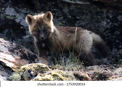 Arctic Fox Kit Alaska Tundra