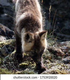 Arctic Fox Kit Alaska Tundra