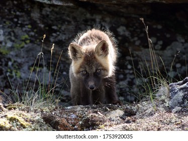 Arctic Fox Kit Alaska Tundra