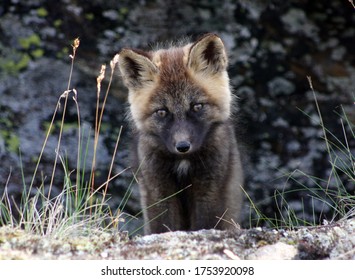 Arctic Fox Kit Alaska Tundra