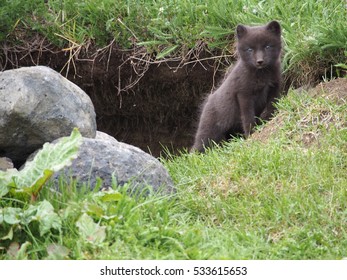 Arctic Fox Kit At The Den Entrance, Facing The Camera