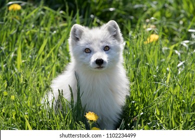 Arctic Fox Kit In The Grass In Quebec, Canada