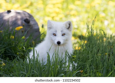 Arctic Fox Kit In The Grass In Quebec, Canada