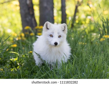 Arctic Fox Kit In The Grass In Quebec, Canada