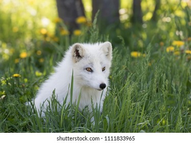 Arctic Fox Kit In The Grass In Quebec, Canada