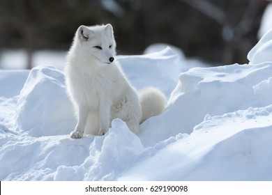 Arctic Fox also known as Snow Fox - Powered by Shutterstock