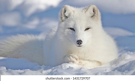 Arctic fox lies in the snow.