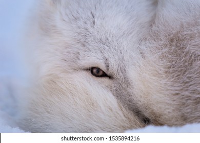 Arctic fox in the morning sunshine - Shutterstock ID 1535894216