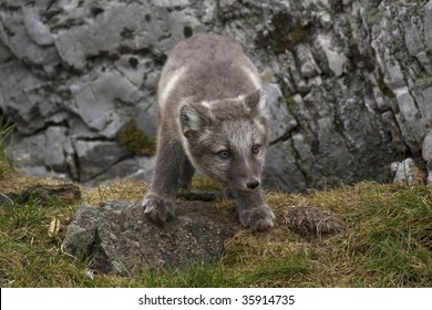 Arctic Fox From Norway