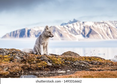 Arctic Fox On Autumn Spitsbergen