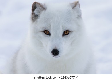 Arctic Fox On Snow Background