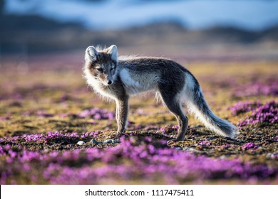 Arctic Fox On A Summer Afternoon